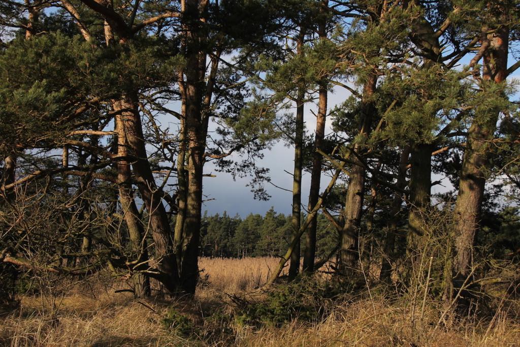 Ostseesonne Prerow Exteriör bild